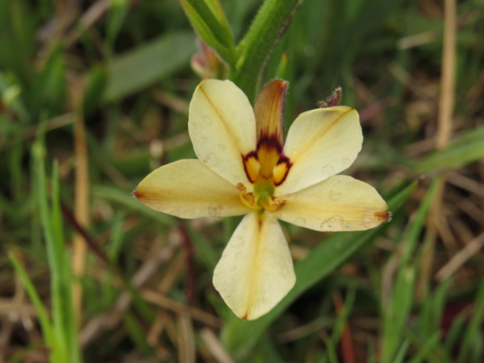 Wachendorfia brachyandra image