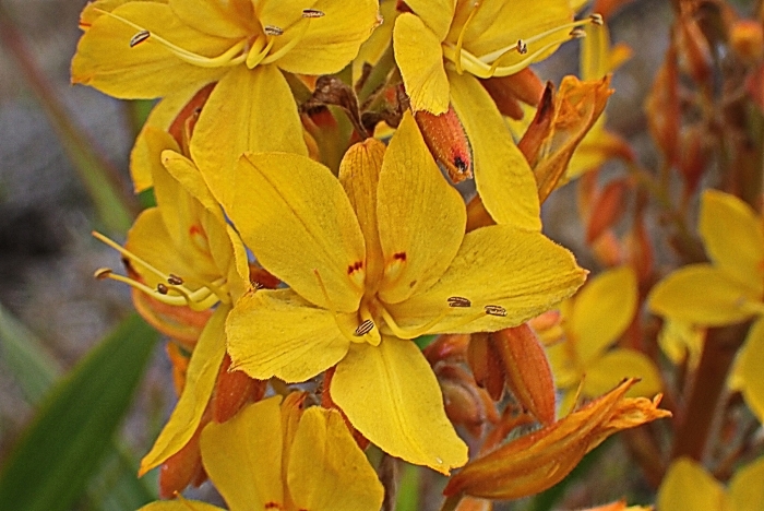 Wachendorfia thyrsiflora image
