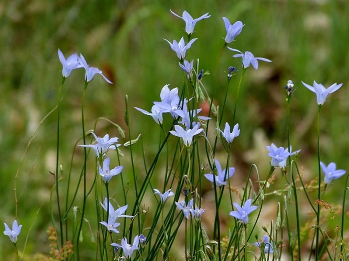 Wahlenbergia capillaris image
