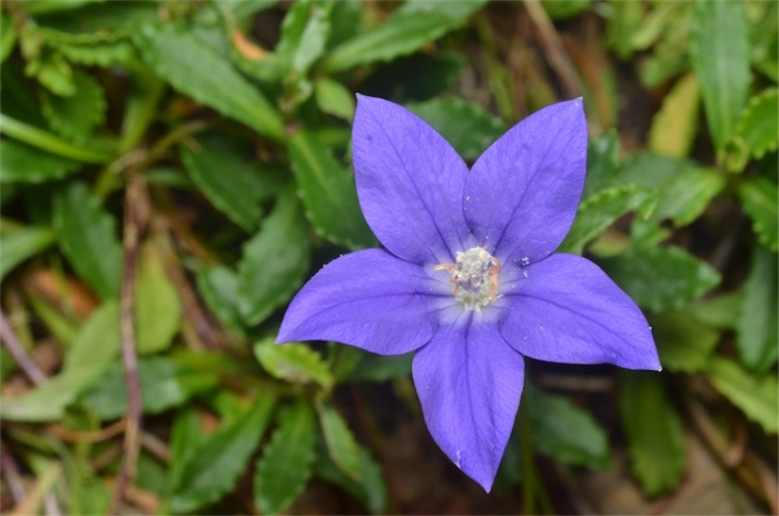 Wahlenbergia gloriosa image