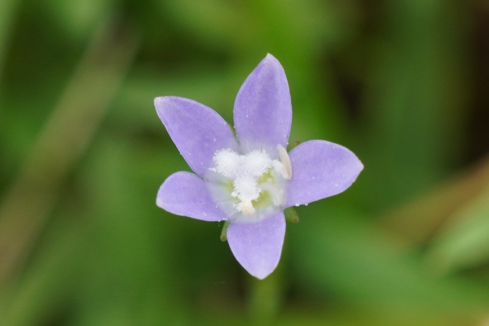 Wahlenbergia marginata image