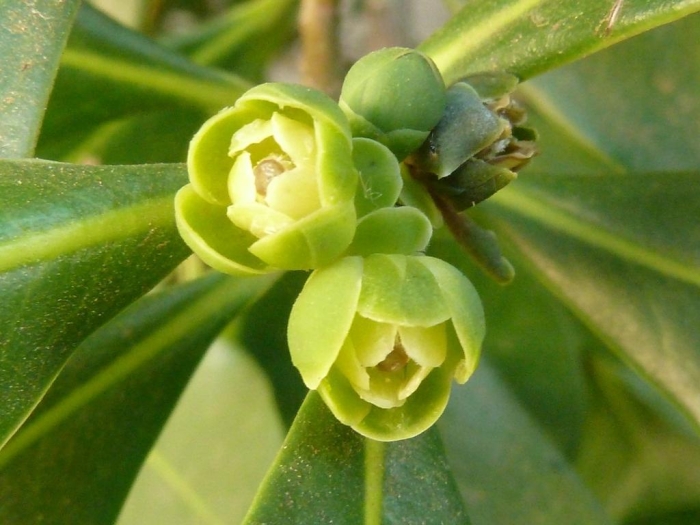 Warburgia salutaris image