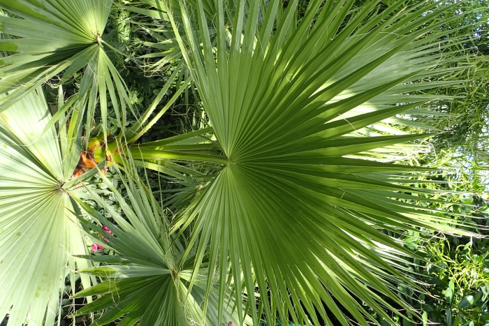 Washingtonia filifera image