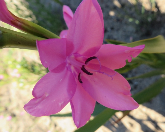Watsonia borbonica image