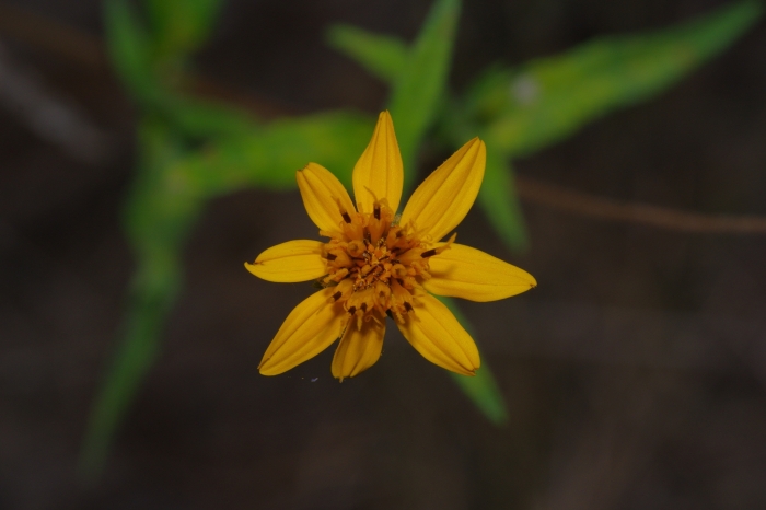 Wedelia hispida image