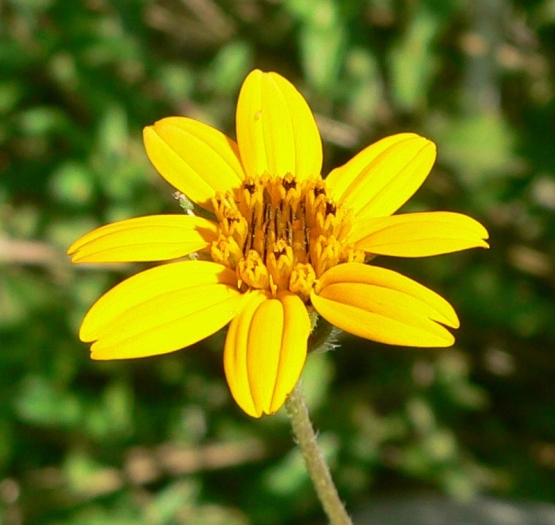 Wedelia texana image