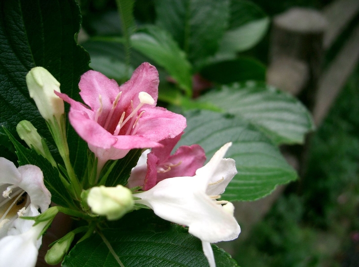 Weigela coraeensis image