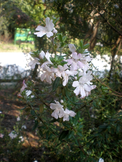 Westringia brevifolia image