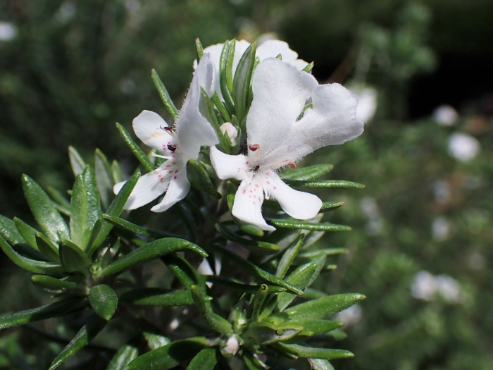 Westringia fruticosa image
