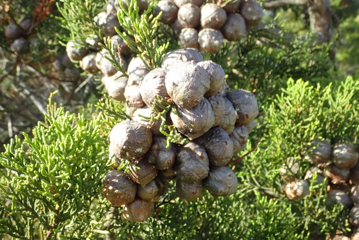 Widdringtonia nodiflora image