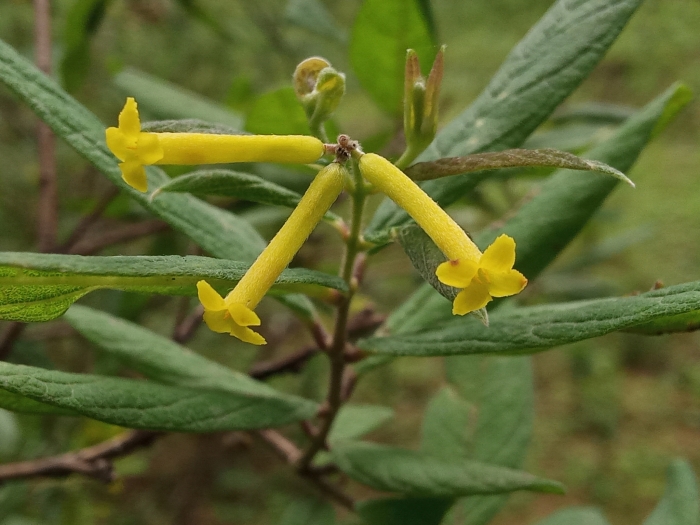 Wikstroemia canescens image