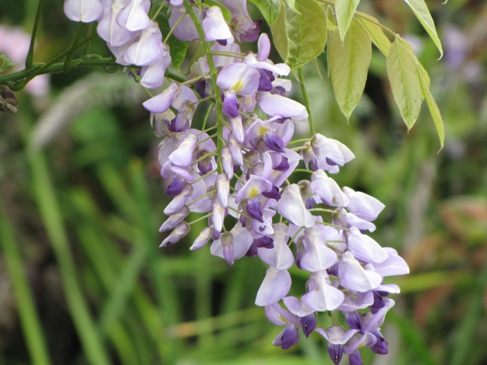 Wisteria floribunda image