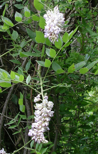 Wisteria frutescens subsp. macrostachya image