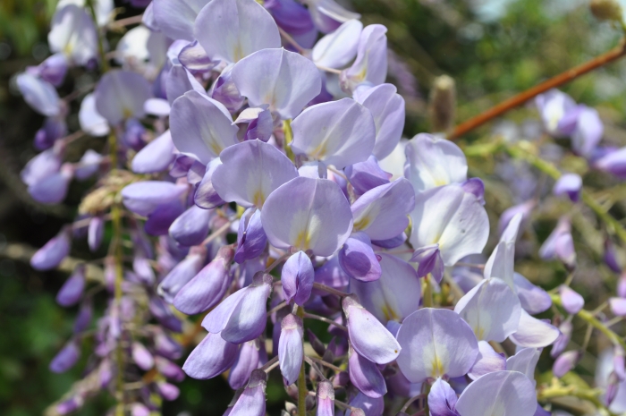 Wisteria sinensis image