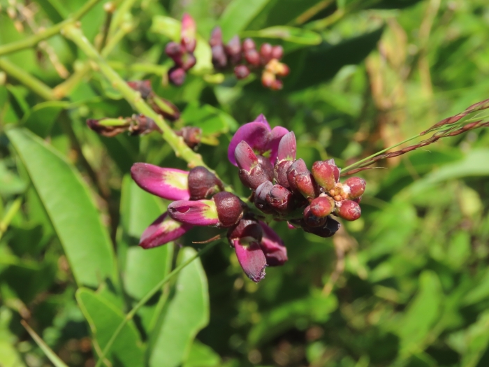 Wisteriopsis reticulata image
