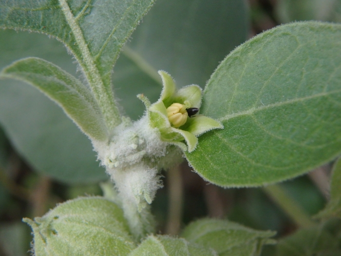 Withania somnifera image