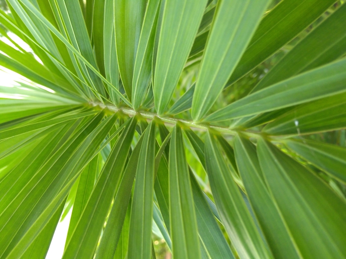 Wodyetia bifurcata image