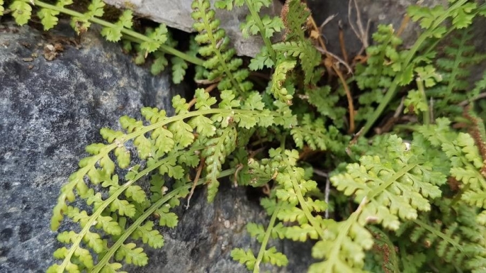 Woodsia alpina image