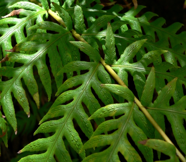 Woodwardia fimbriata image