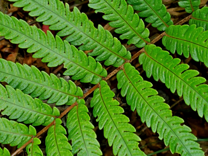 Woodwardia japonica image