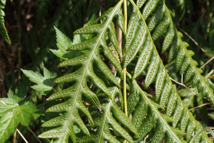 Woodwardia orientalis image