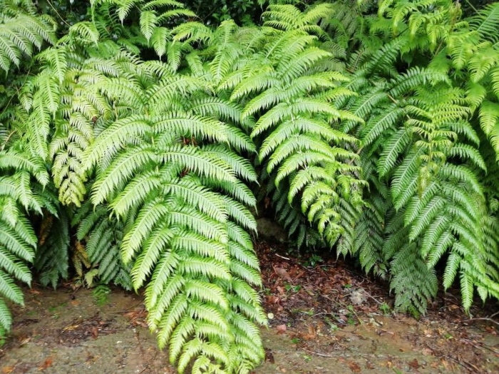 Woodwardia radicans image