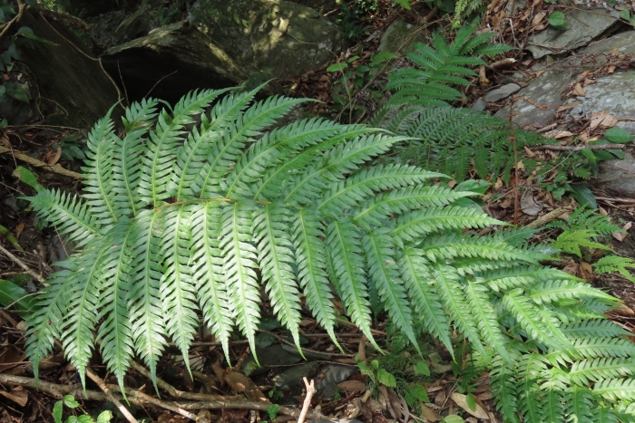 Woodwardia unigemmata image