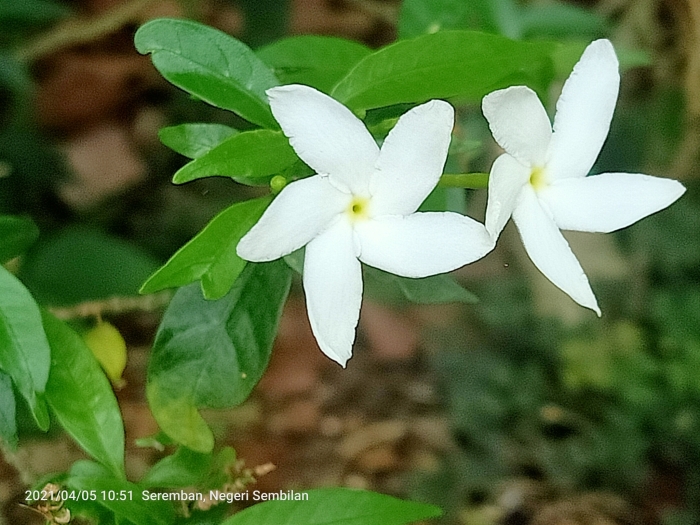 Wrightia religiosa image