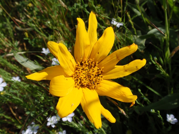 Wyethia angustifolia image