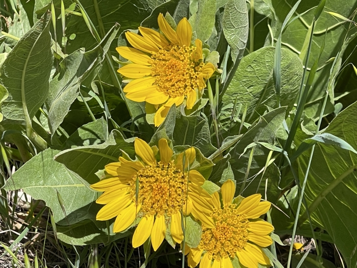 Wyethia helenioides image