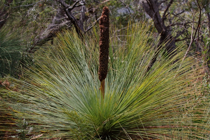 Xanthorrhoea australis image
