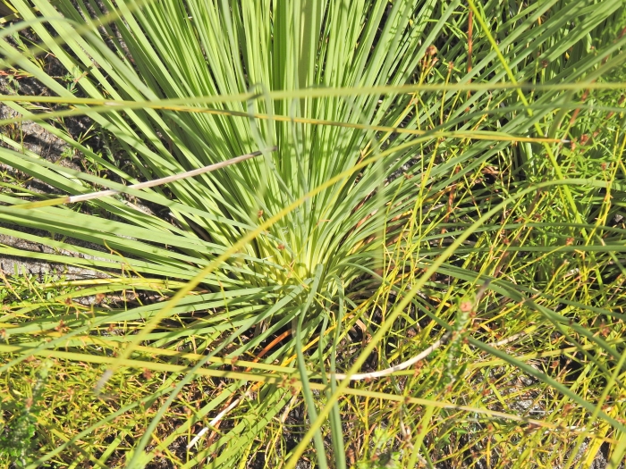 Xanthorrhoea fulva image