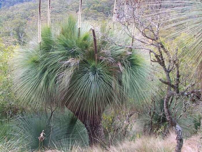 Xanthorrhoea glauca image