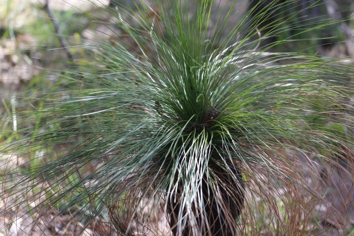 Xanthorrhoea johnsonii image