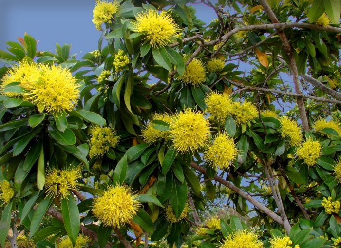 Xanthostemon chrysanthus image