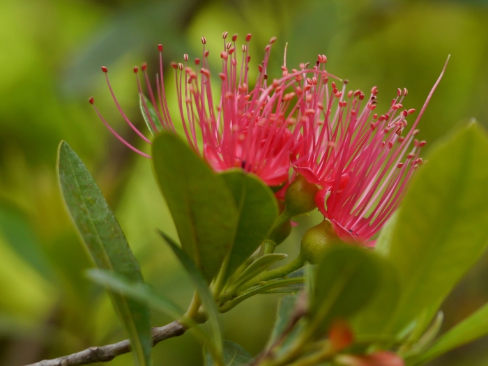 Xanthostemon youngii image