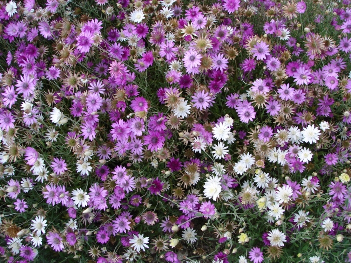 Xeranthemum annuum image
