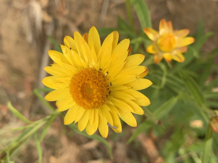 Xerochrysum bracteatum image