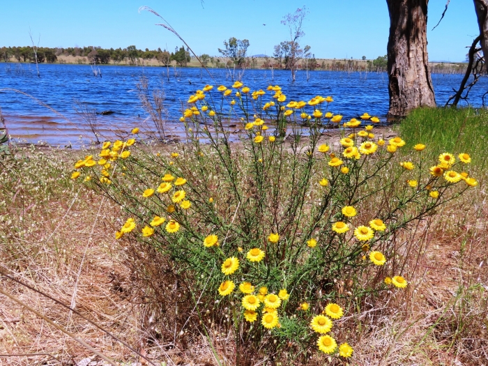 Xerochrysum viscosum image