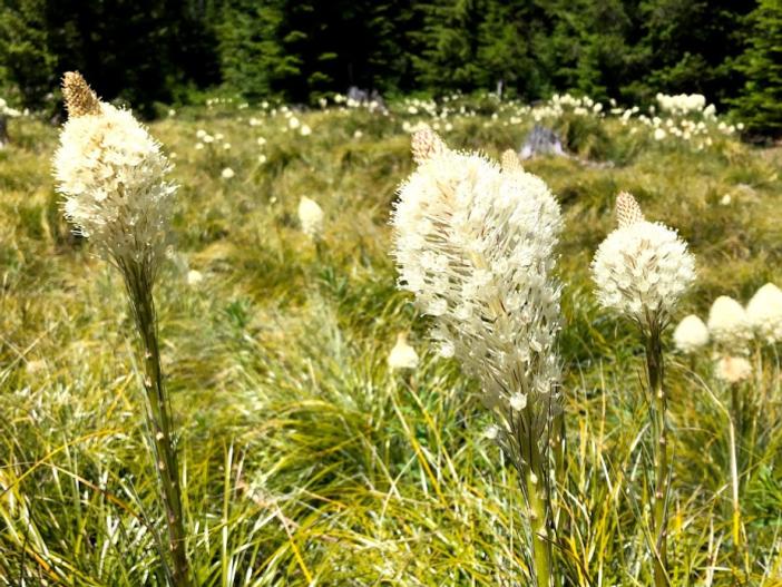 Xerophyllum tenax image