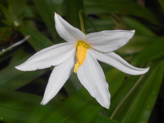 Xerophyta elegans image
