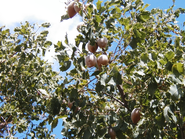 Xylomelum occidentale image