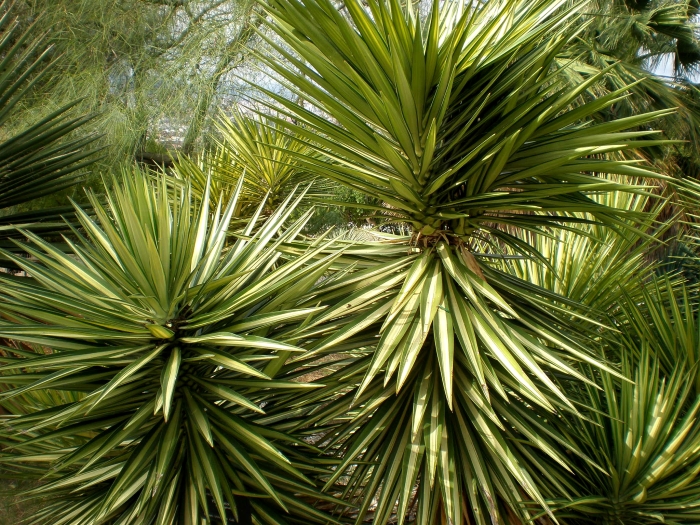 Yucca aloifolia image