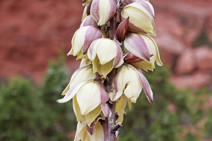 Yucca angustissima image