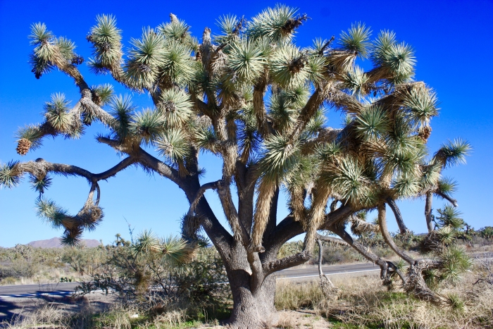 Yucca brevifolia image