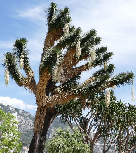 Yucca filifera image