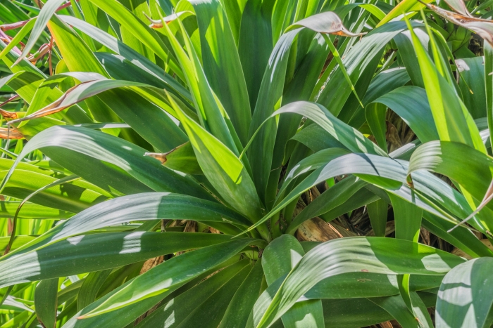 Yucca flaccida image