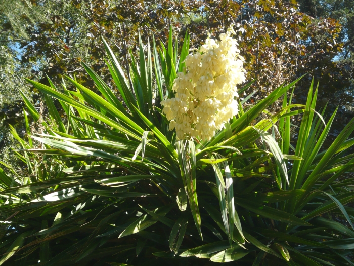 Yucca gigantea image