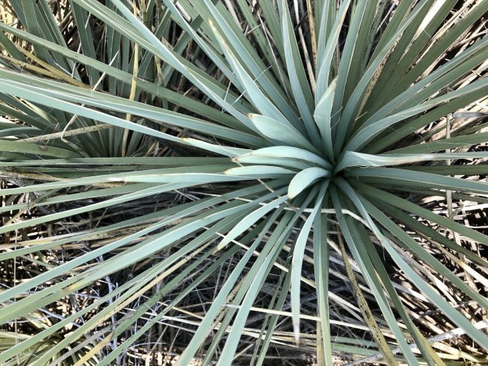 Yucca glauca image
