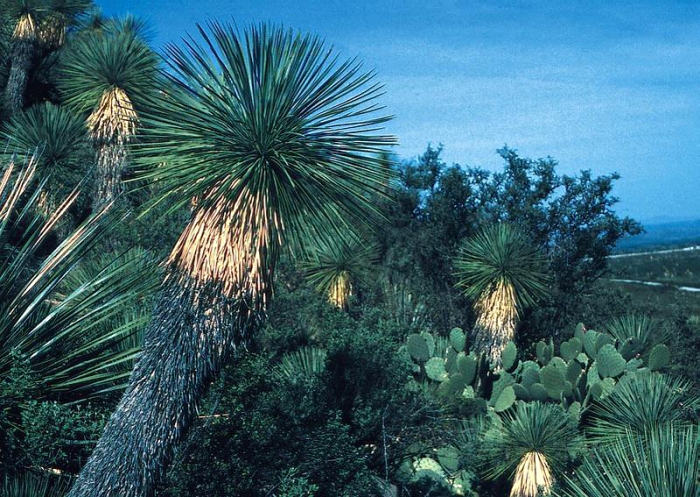 Yucca linearifolia image